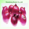 2015 Shandong Vegetable Red Onion
